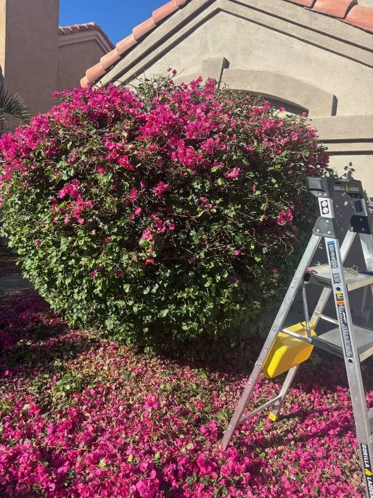 Reliable landscape design for year-round maintenance across Queen Creek, AZ - M & J Landscaping Management