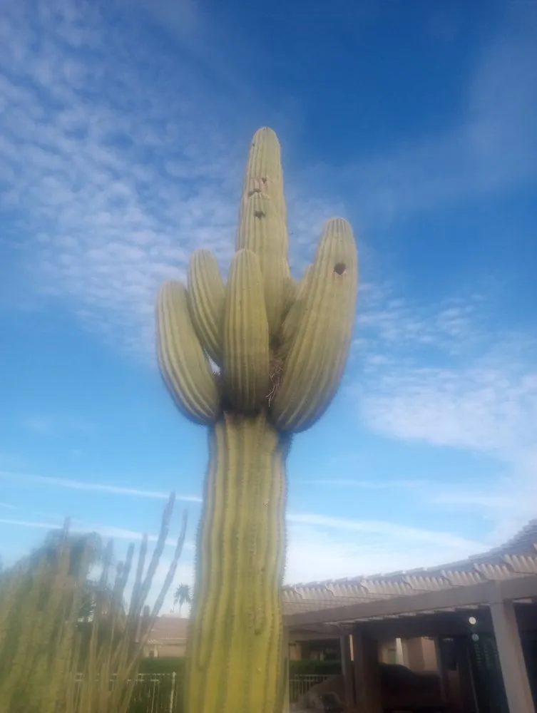 Reliable outdoor landscaping in Queen Creek, AZ - M & J Landscaping Management