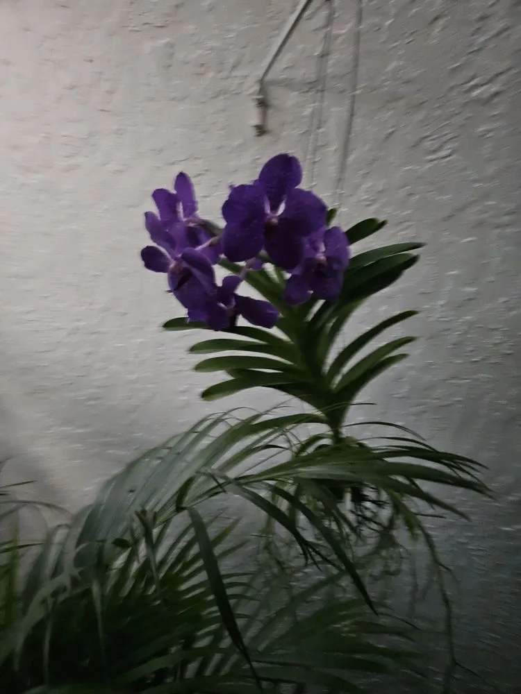 Trusted landscape design experts serving Westlake, FL - M & K Gardens Services