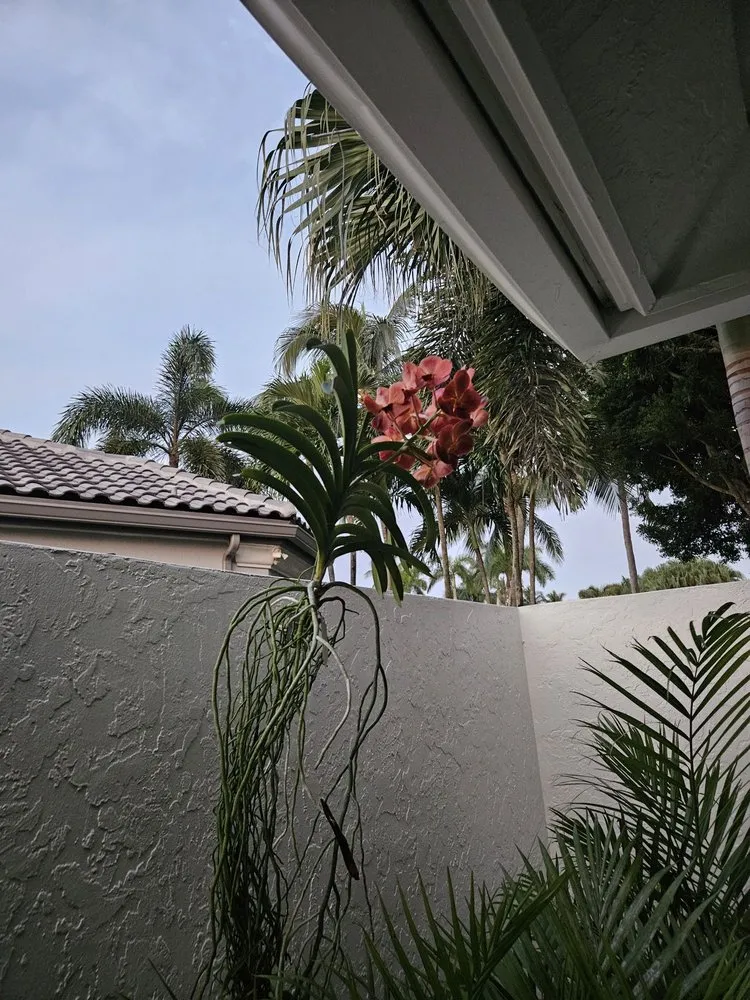 Custom yard maintenance with custom design in Westlake, FL by M & K Gardens Services