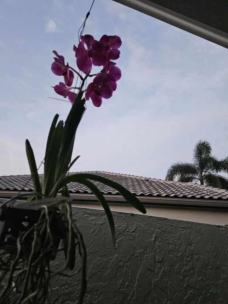 Custom residential landscaping in Westlake, FL by M & K Gardens Services