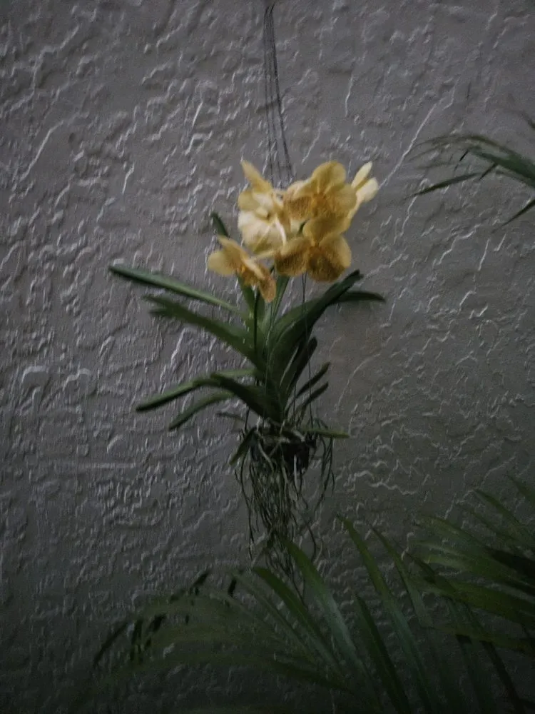 Local yard cleanup service in Westlake, FL by M & K Gardens Services