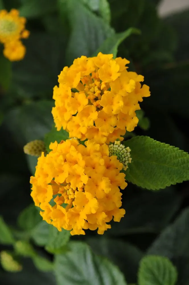 Expert garden landscaping experts serving Shelbyville, TN - M & L Greenhouse