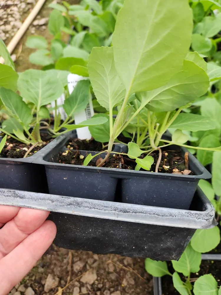 Affordable garden landscaping for outdoor upgrades in Shelbyville, TN by M & L Greenhouse