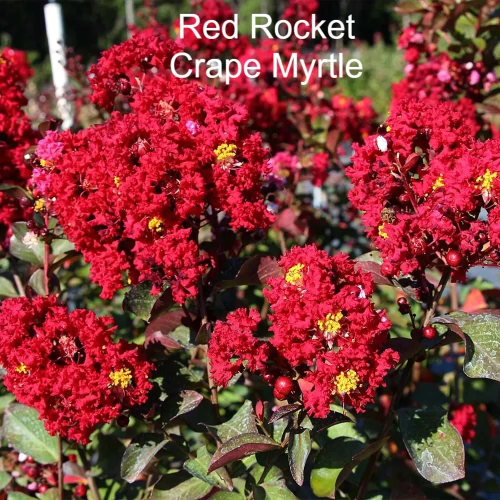 Top-rated yard cleanup service with custom design in Shelbyville, TN by M & L Greenhouse