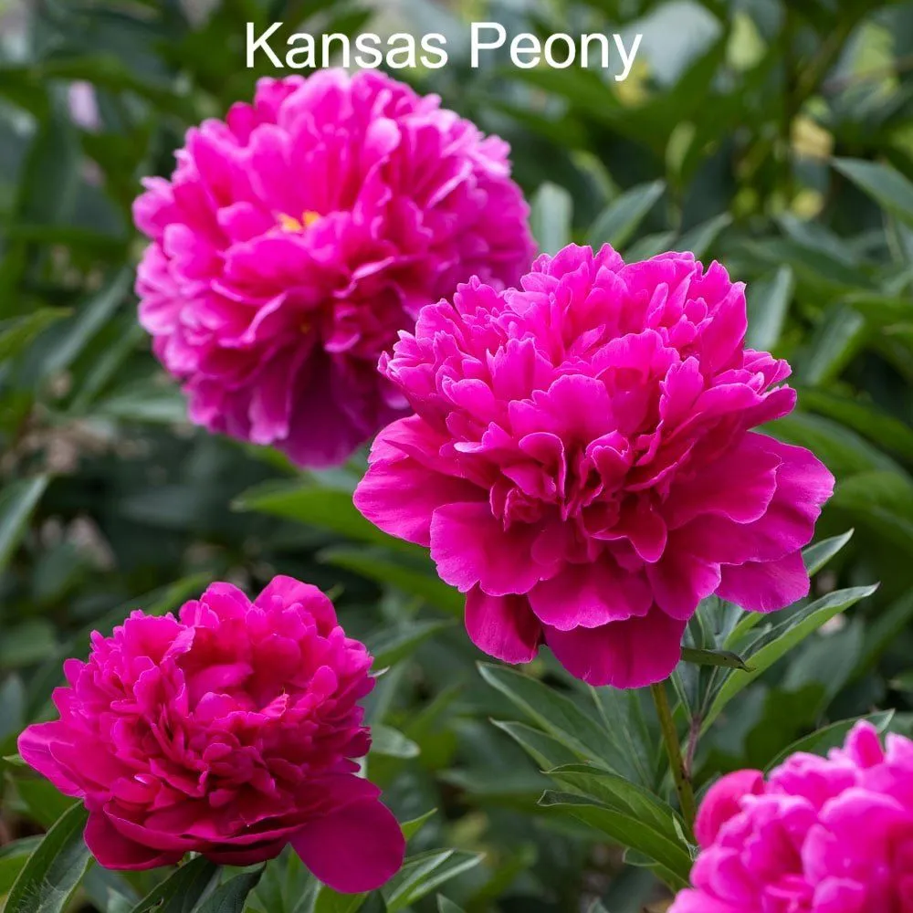 Professional yard maintenance experts serving Shelbyville, TN - M & L Greenhouse