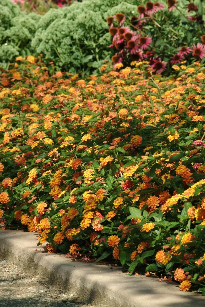 Custom outdoor landscaping experts serving Shelbyville, TN - M & L Greenhouse