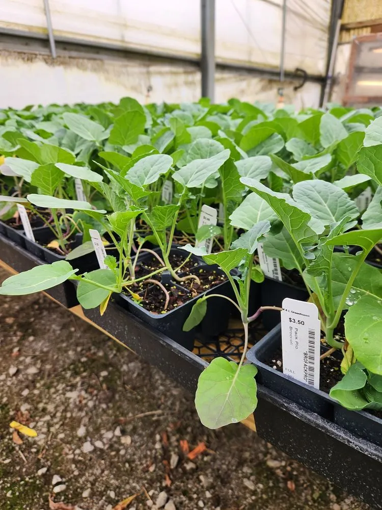 Trusted lawn mowing service with custom design in Shelbyville, TN by M & L Greenhouse