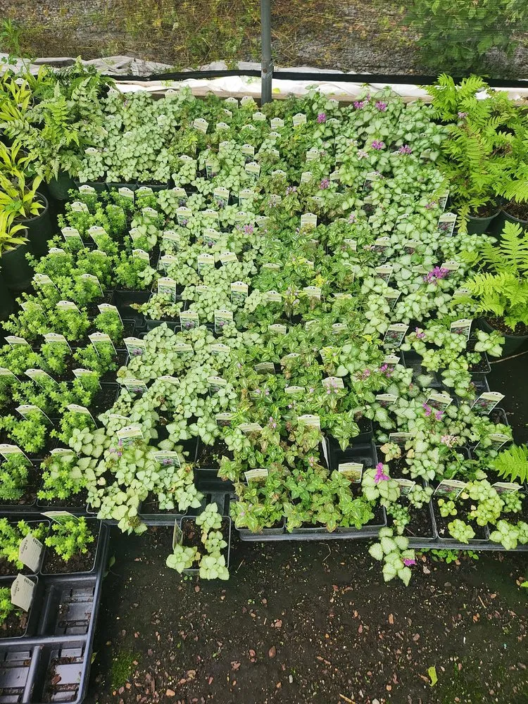 Local landscape installation in Shelbyville, TN - M & L Greenhouse