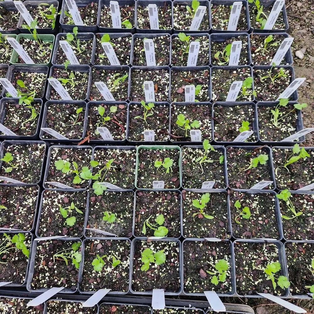 Reliable yard maintenance for homes across Shelbyville, TN - M & L Greenhouse