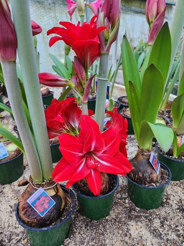 Professional outdoor landscaping for outdoor upgrades in Shelbyville, TN by M & L Greenhouse