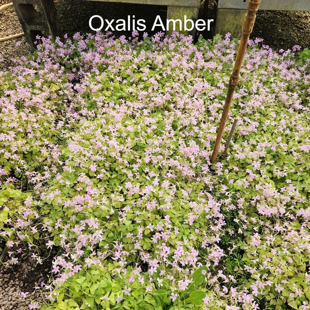 Local outdoor landscaping experts serving Shelbyville, TN - M & L Greenhouse