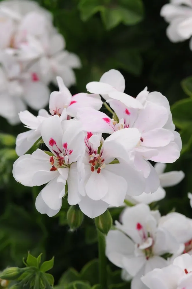 Trusted outdoor landscaping near you across Shelbyville, TN - M & L Greenhouse