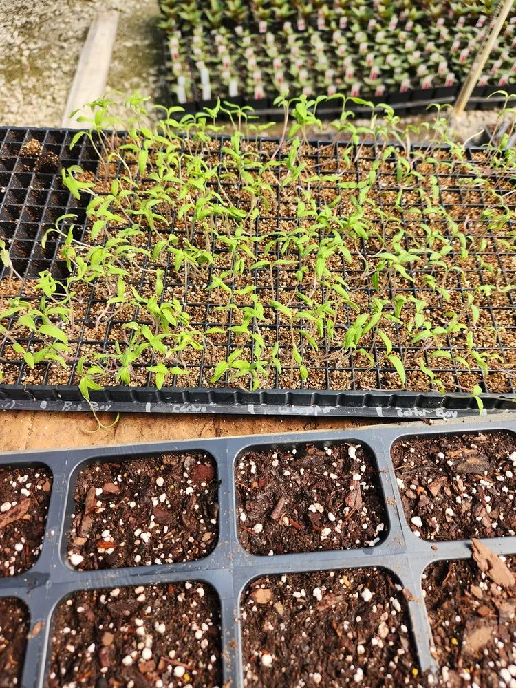 Reliable yard maintenance for beautiful yards in Shelbyville, TN by M & L Greenhouse