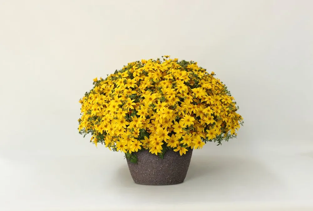 Affordable residential landscaping experts serving Shelbyville, TN - M & L Greenhouse