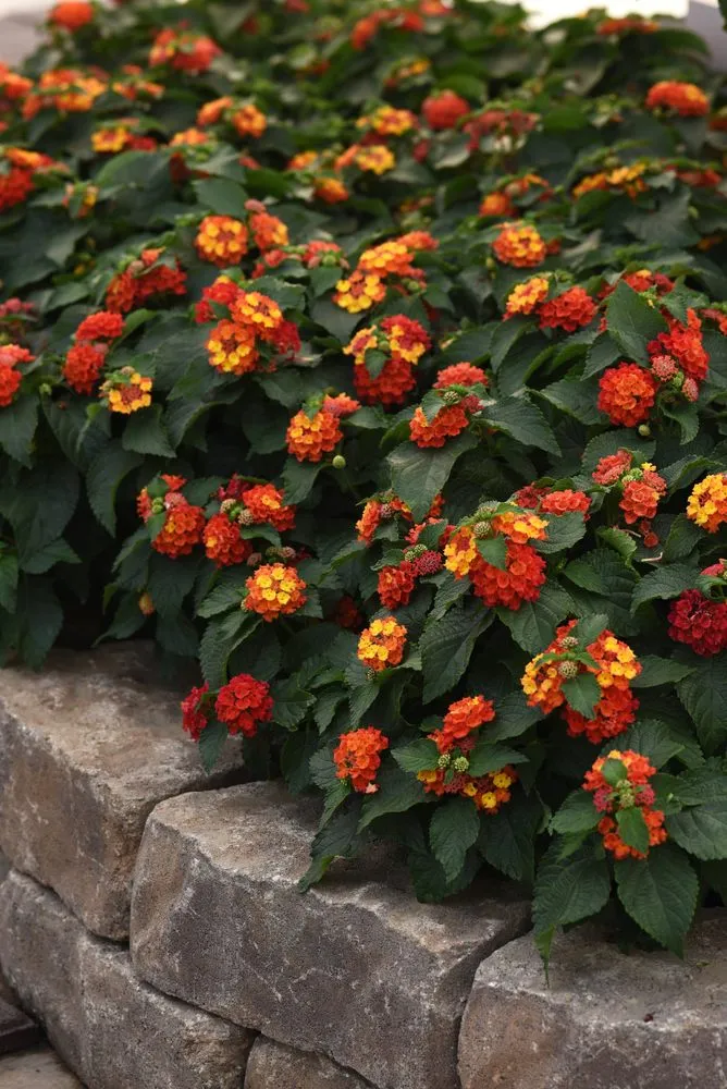 Reliable landscape design in Shelbyville, TN - M & L Greenhouse