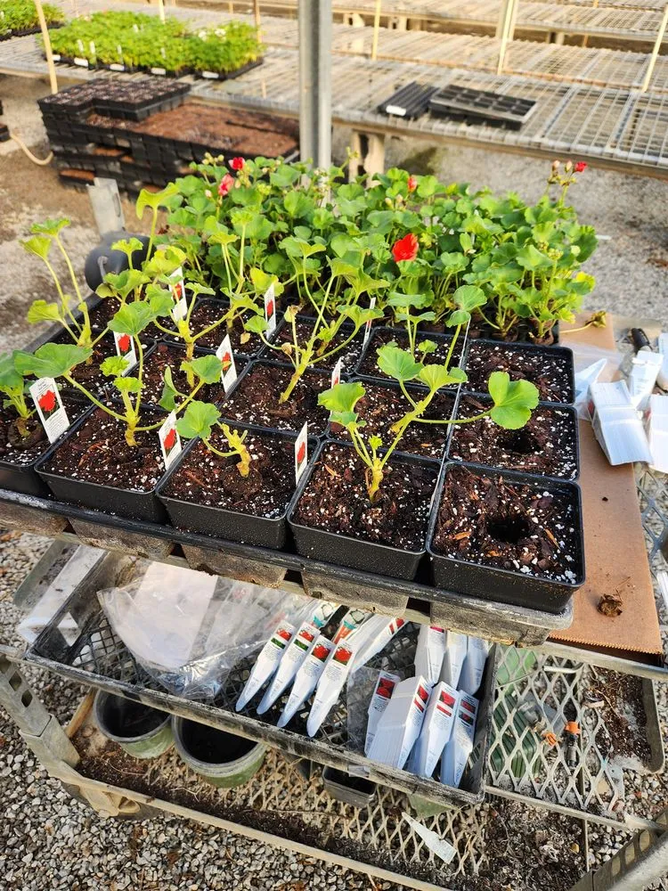 Top-rated yard maintenance experts serving Shelbyville, TN - M & L Greenhouse