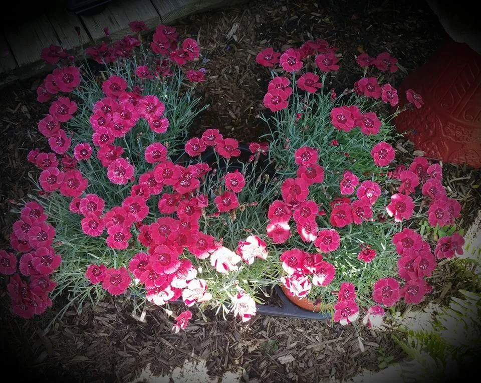 Professional landscape design in Patterson, NY by M & M Garden Supply