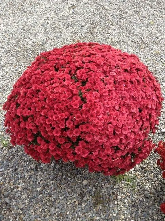 Expert yard cleanup service for beautiful yards across Patterson, NY - M & M Garden Supply