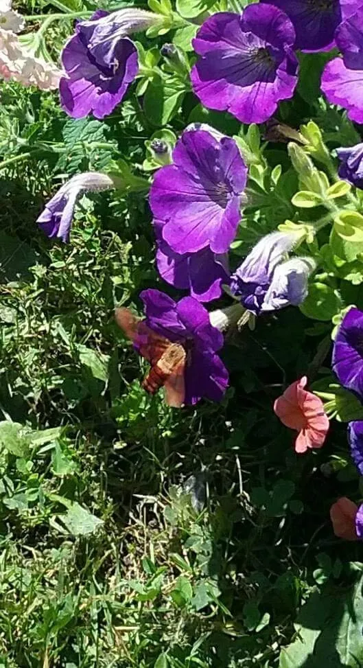 Top-rated residential landscaping in Patterson, NY by M & M Garden Supply