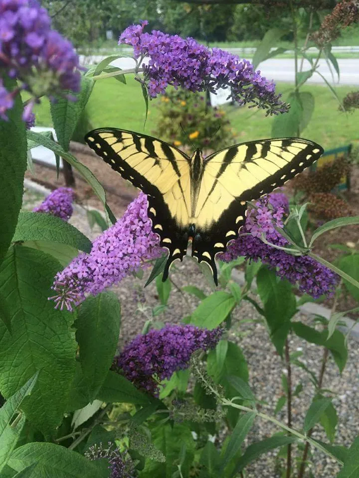 Reliable outdoor landscaping near you in Patterson, NY by M & M Garden Supply