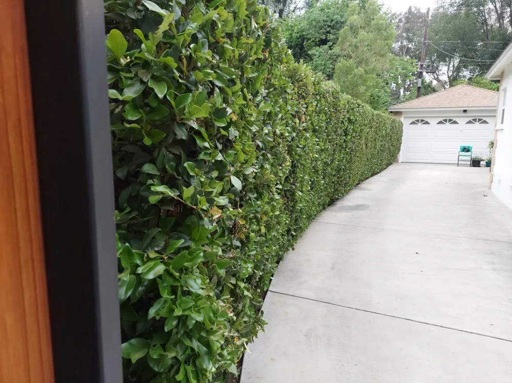 Professional landscape installation for year-round maintenance in Los Angeles, CA by M & M Gardening