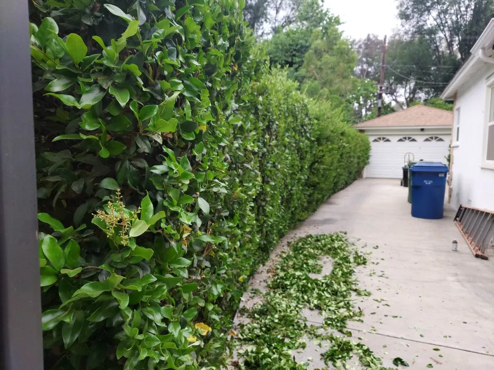 Reliable yard cleanup service for year-round maintenance in Los Angeles, CA by M & M Gardening