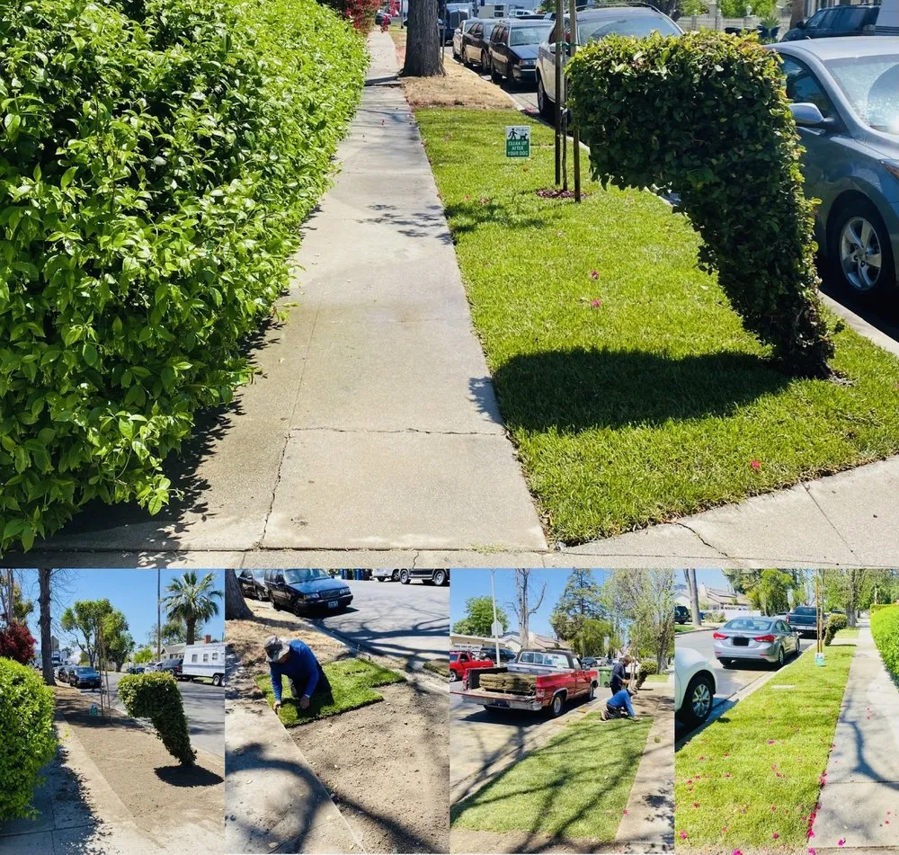 Reliable yard maintenance experts serving Los Angeles, CA - M & M Gardening