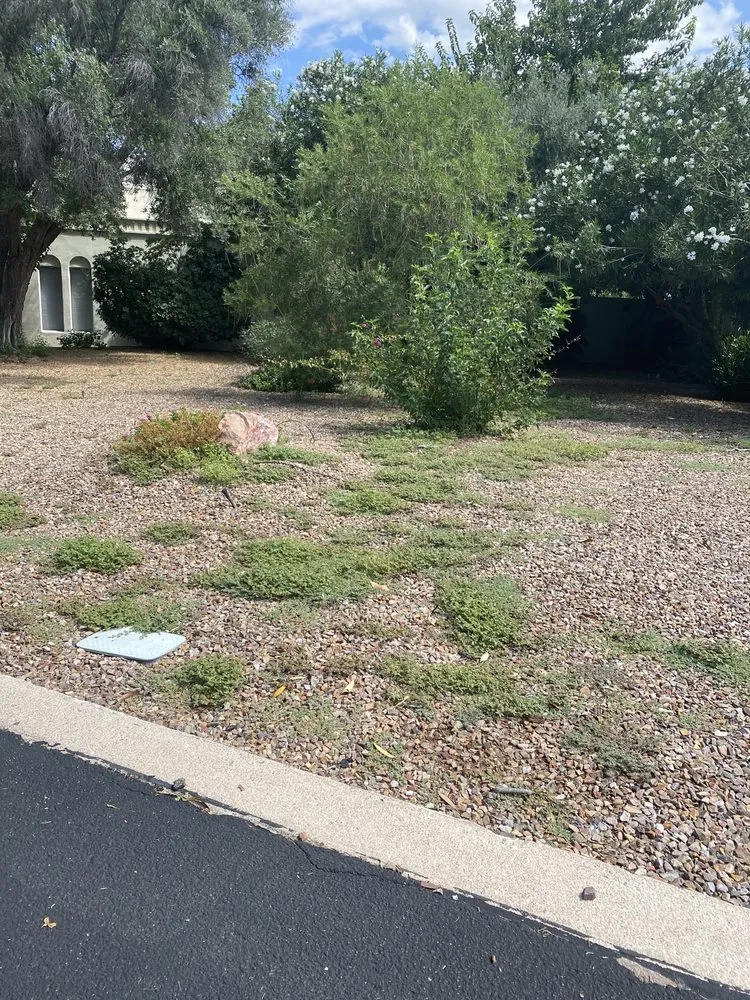 Reliable yard cleanup service for year-round maintenance in Marana, AZ by M & M Landscaping & Maintenance