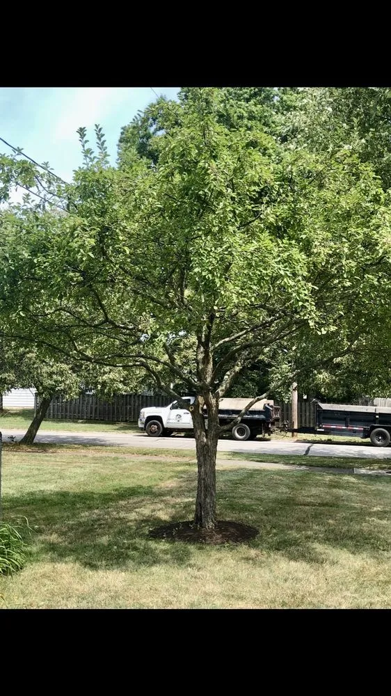 Professional yard cleanup service experts serving Brooklyn, OH - M & M Landscaping And Tree Trimming