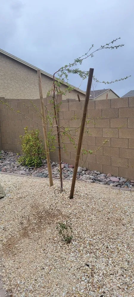 Local yard maintenance for residential properties across Prescott, AZ - M & M Landscaping/Organic Gardening