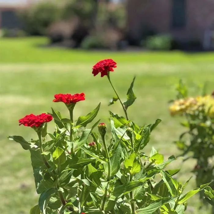 Trusted landscape design in Lake Charles, LA by M & M Lawn & Irrigation