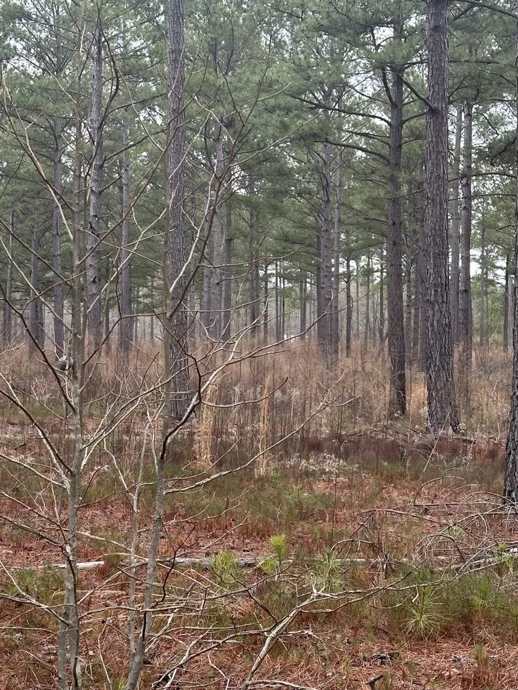 Expert landscaping services in Loganville, GA by M & M Mulching and Clearing