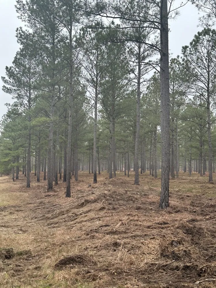 Custom yard cleanup service in Loganville, GA by M & M Mulching and Clearing