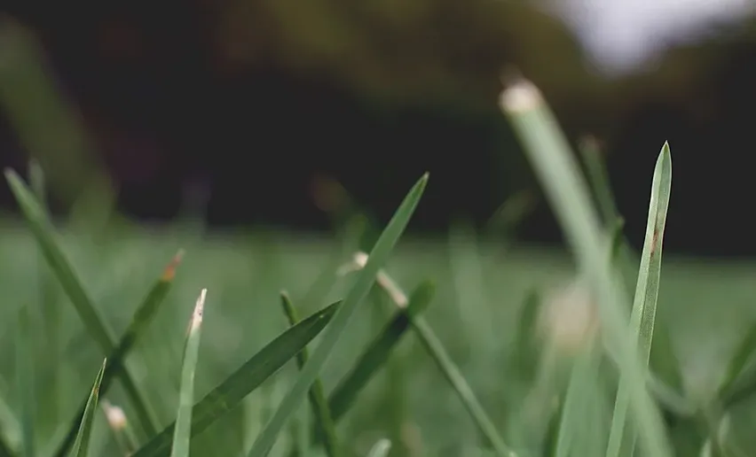 Reliable yard maintenance in Carson City, NV by M & N Lawn Care and Sprinkler Repair