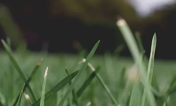 M & N Lawn Care and Sprinkler Repair Logo