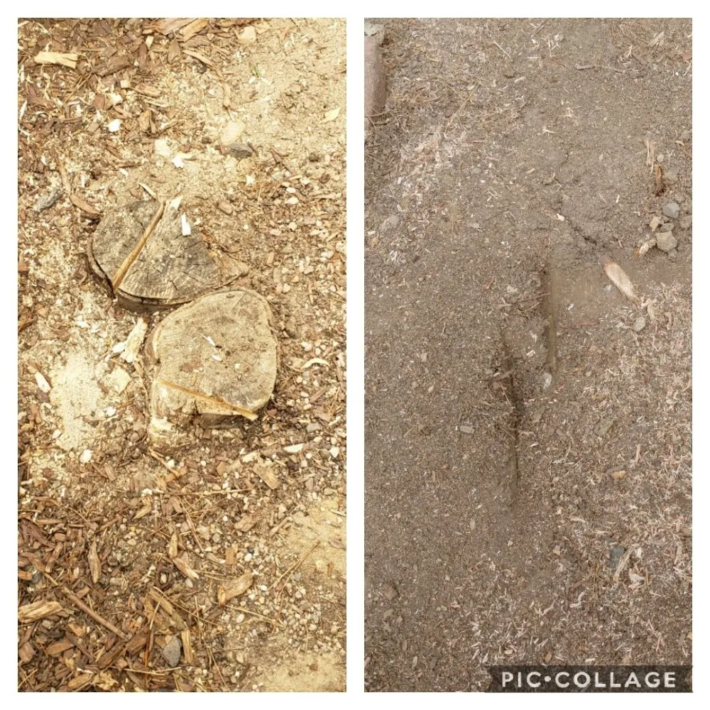 Custom yard maintenance in Berthoud, CO - M & N Stump Grinding and Small Tree Services