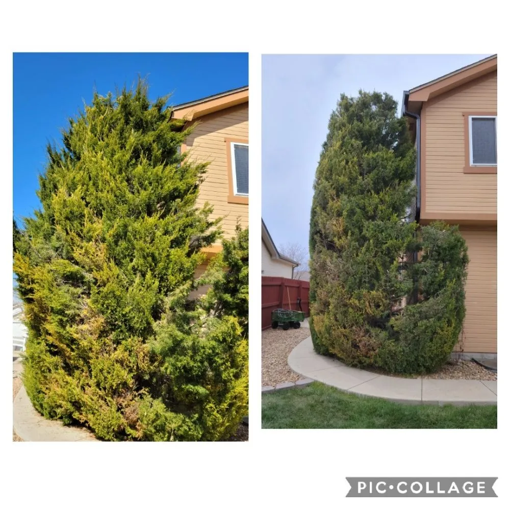 Expert yard cleanup service for year-round maintenance across Berthoud, CO - M & N Stump Grinding and Small Tree Services