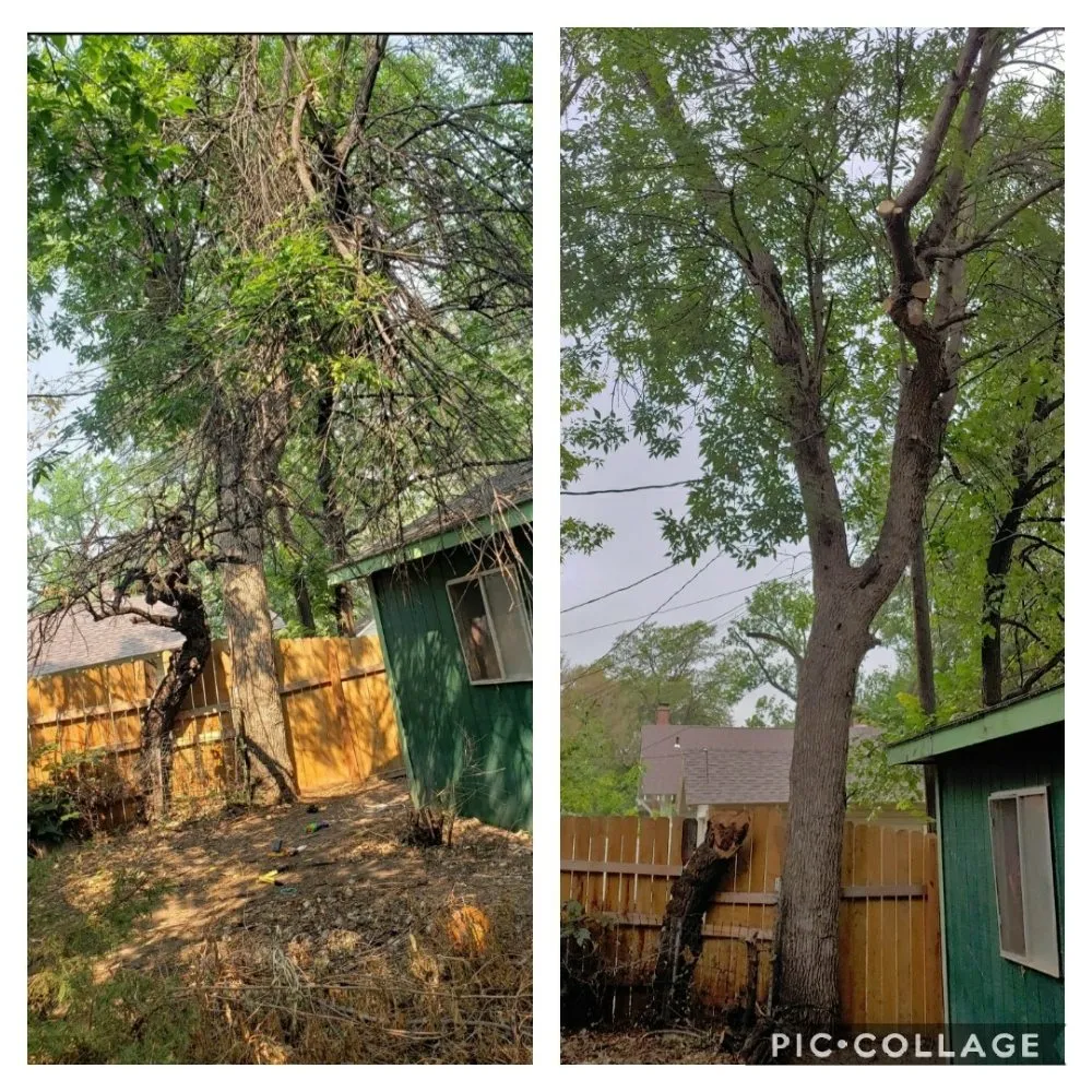 Local yard cleanup service experts serving Berthoud, CO - M & N Stump Grinding and Small Tree Services