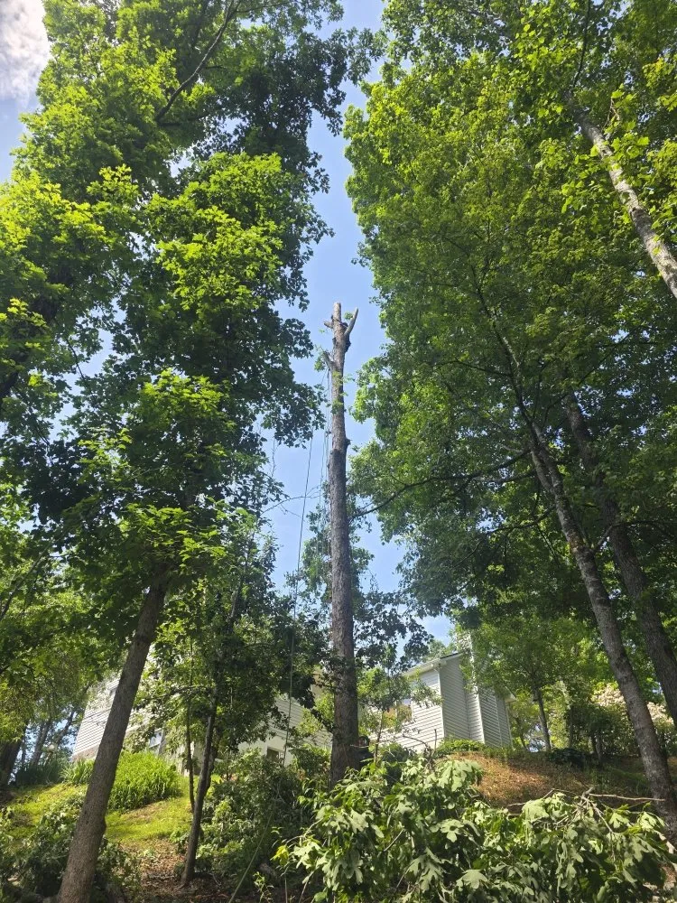 Expert yard cleanup service experts serving Franklin, NC - M & R Hauling and Delivery