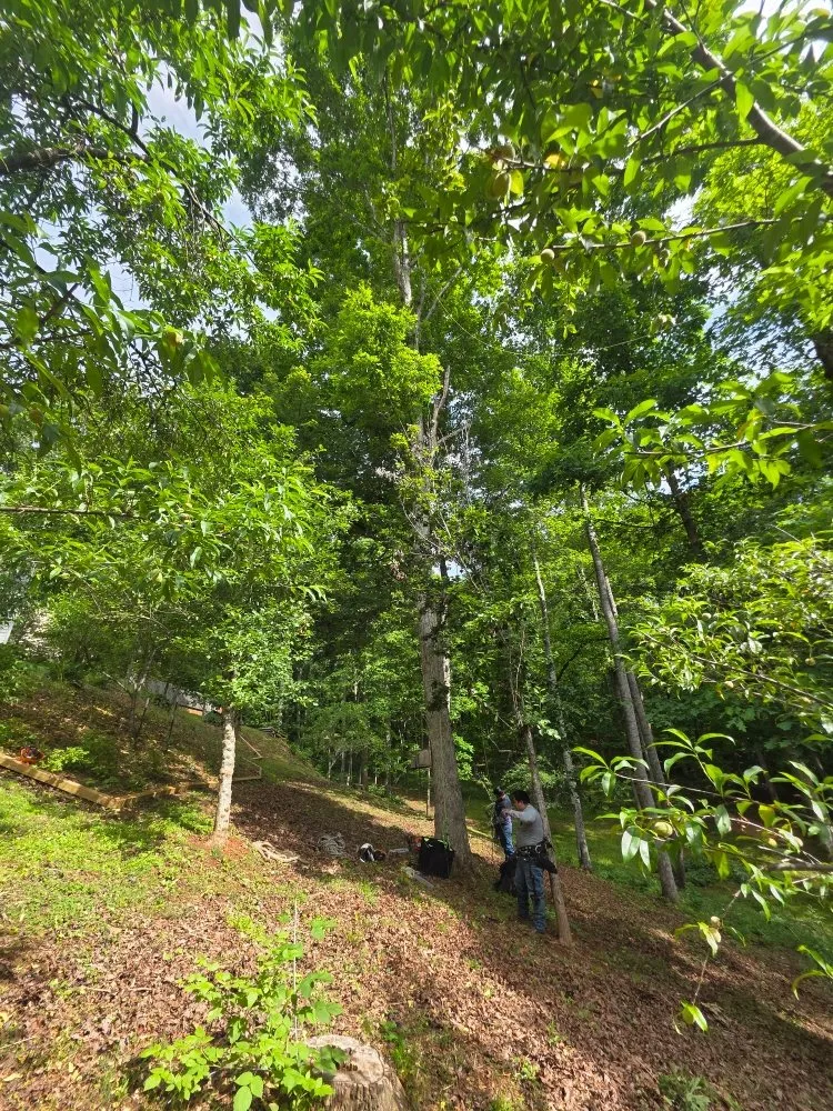 Affordable landscaping services for residential properties across Franklin, NC - M & R Hauling and Delivery