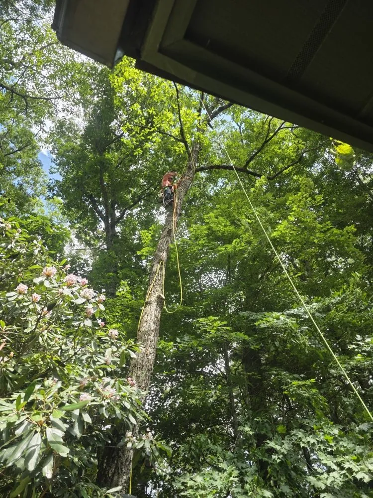 Expert yard maintenance in Franklin, NC by M & R Hauling and Delivery