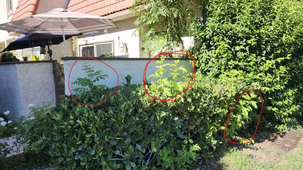 Expert yard maintenance for beautiful yards across Moorpark, CA - M & R Landscape Construction