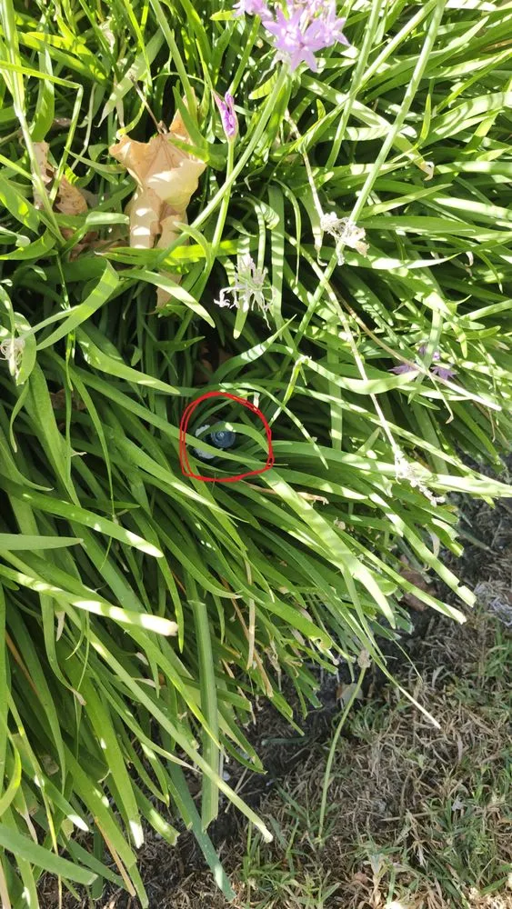 Professional landscape design for beautiful yards in Moorpark, CA by M & R Landscape Construction