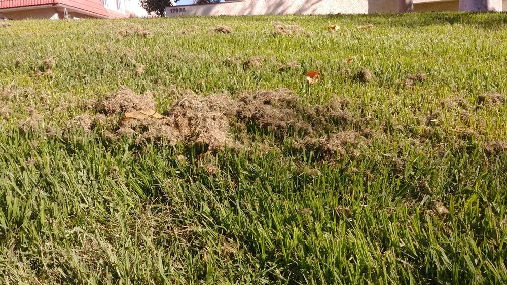 Professional yard maintenance experts serving Moorpark, CA - M & R Landscape Construction