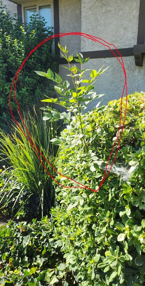 Reliable garden landscaping with custom design in Moorpark, CA by M & R Landscape Construction