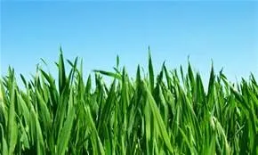 M & S Lawn and More Logo