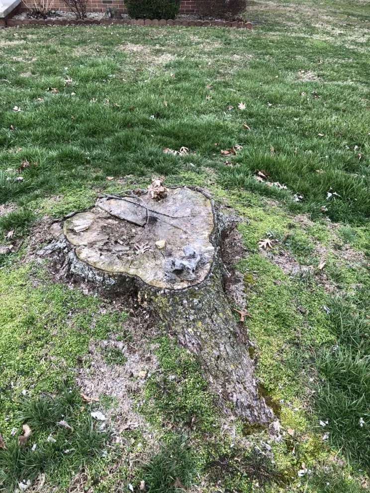 Reliable yard maintenance in Salem, IN by M & S Stump Removal