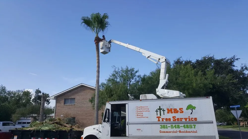 Professional residential landscaping in Taft, TX by M & S Tree Service