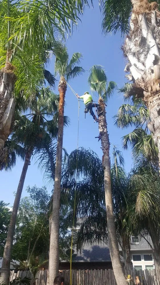 Affordable lawn care service in Taft, TX by M & S Tree Service